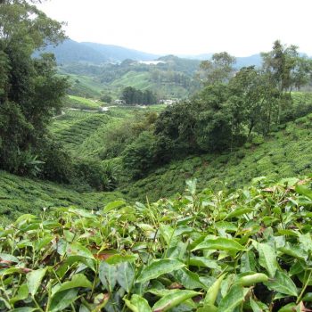 Cameron Highlands